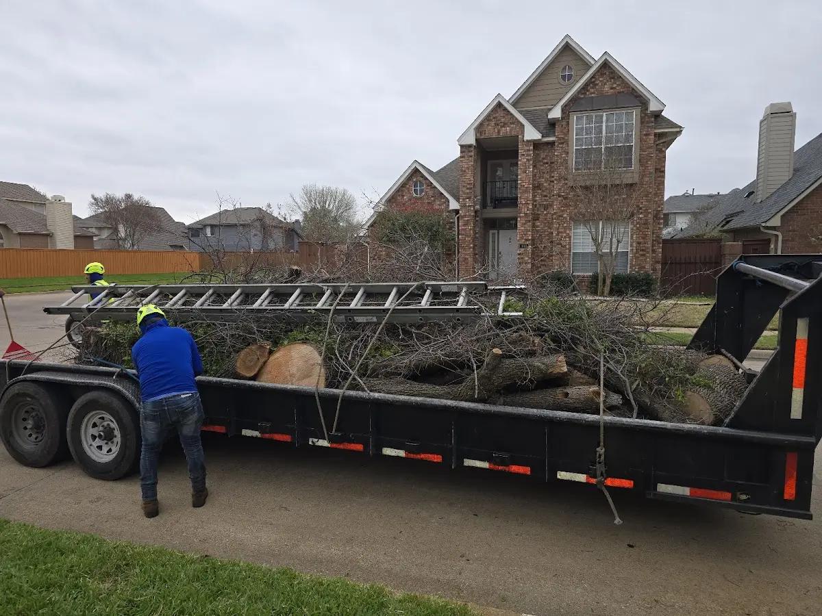 Expert Tree Removal with proper safety equipment in Greeley